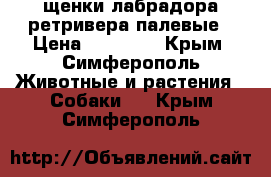 щенки лабрадора-ретривера палевые › Цена ­ 12 000 - Крым, Симферополь Животные и растения » Собаки   . Крым,Симферополь
